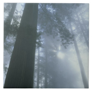 USA, California, Redwood National Park, Del Tile