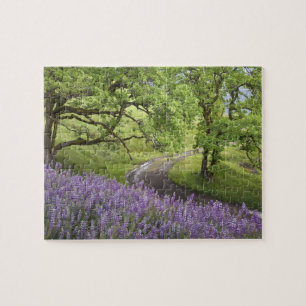 USA, California, Redwood National Park. Dirt Jigsaw Puzzle