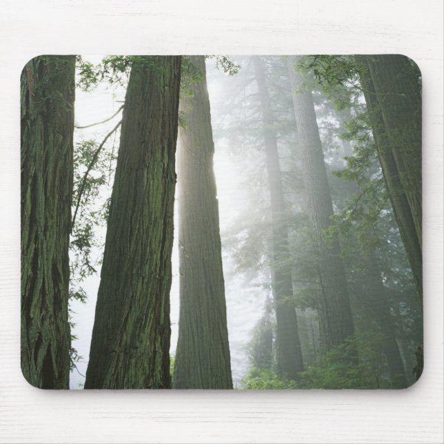 USA, California, Redwood National Park, Mouse Pad (Front)