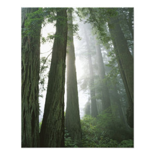 USA, California, Redwood National Park, Photo Print