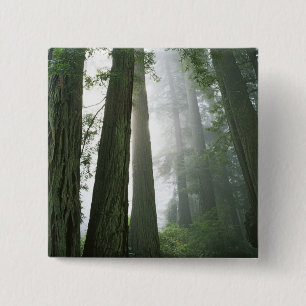 USA, California, Redwood National Park, Pinback Button