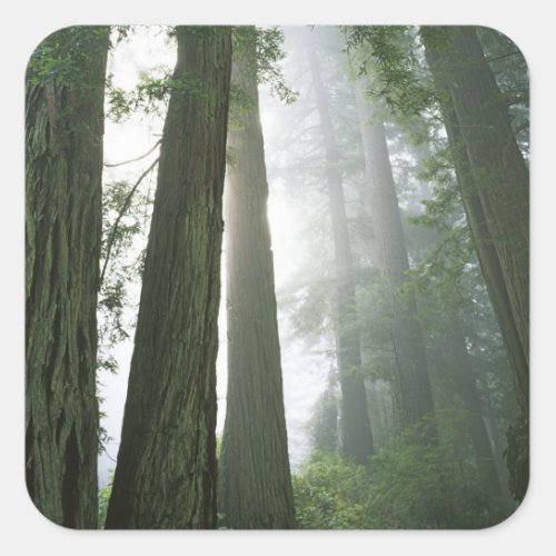 USA California Redwood National Park Square Sticker