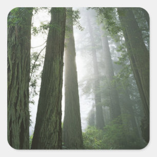 USA, California, Redwood National Park, Square Sticker