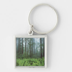 USA, California, Redwood NP. Ferns and Keychain