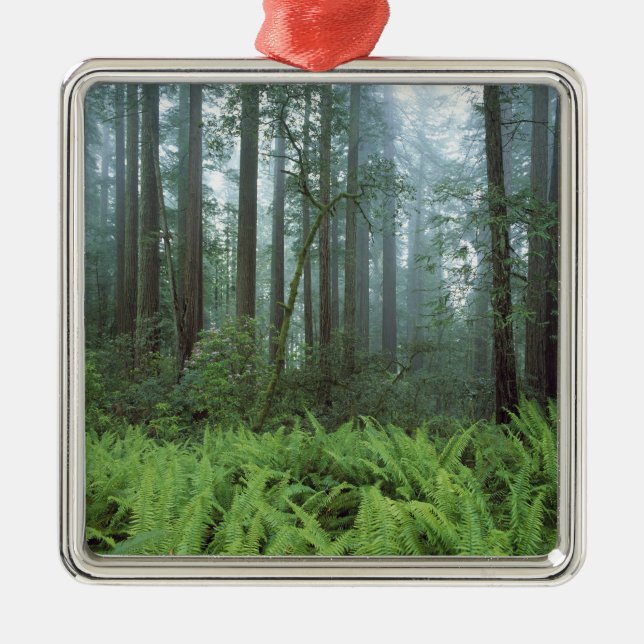 USA, California, Redwood NP. Ferns and Metal Ornament (Front)