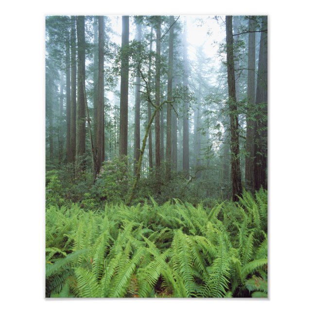 USA, California, Redwood NP. Ferns and Photo Print (Front)