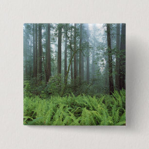 USA, California, Redwood NP. Ferns and Pinback Button