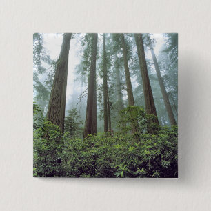 USA, California, Redwood NP. Fog filters the Button