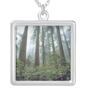 USA, California, Redwood NP. Fog filters the Silver Plated Necklace