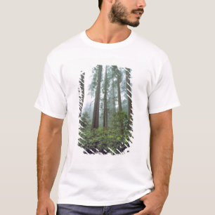 USA, California, Redwood NP. Fog filters the T-Shirt