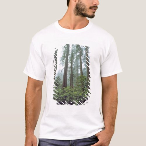 USA California Redwood NP Fog filters the T_Shirt