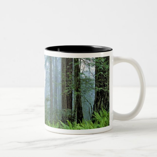 USA, California, Redwood NP. Redwood trees Two-Tone Coffee Mug (Right)
