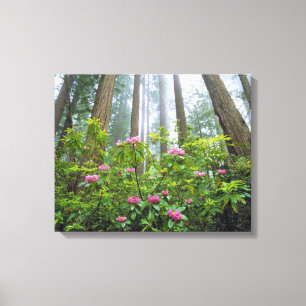 USA, California, Redwood NP. Rhododendron Canvas Print
