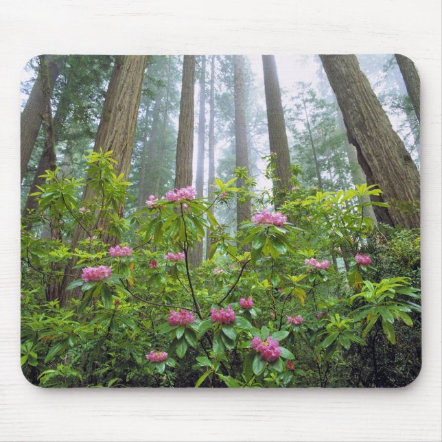 USA, California, Redwood NP. Rhododendron Mouse Pad (Front)