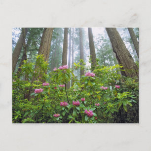 USA, California, Redwood NP. Rhododendron Postcard