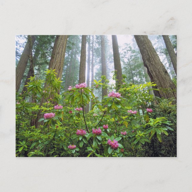 USA, California, Redwood NP. Rhododendron Postcard (Front)
