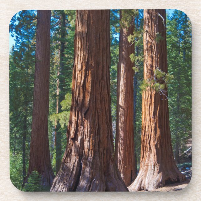 USA, California. Redwood Tree Trunks, Mariposa Coaster (Front)