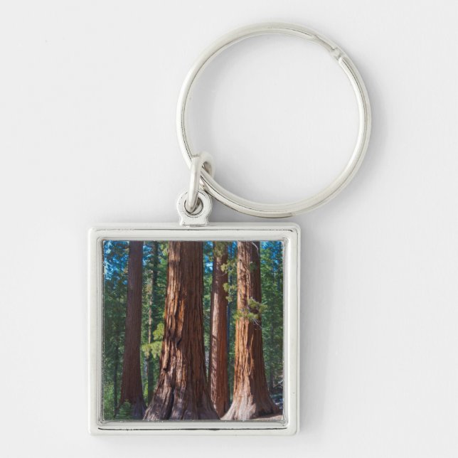 USA, California. Redwood Tree Trunks, Mariposa Keychain (Front)