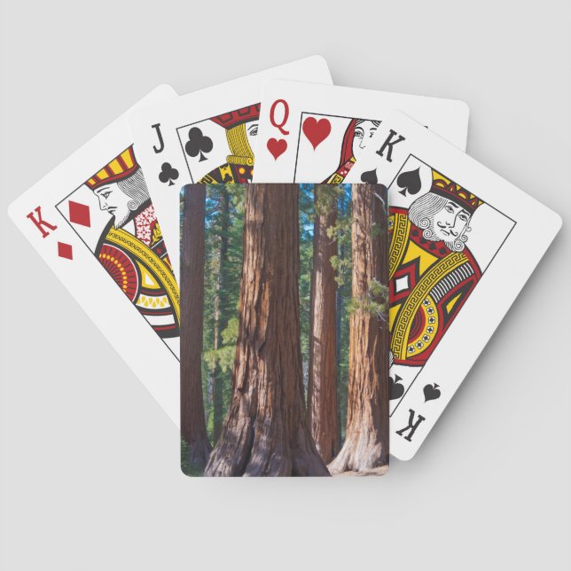USA, California. Redwood Tree Trunks, Mariposa Poker Cards (Back)