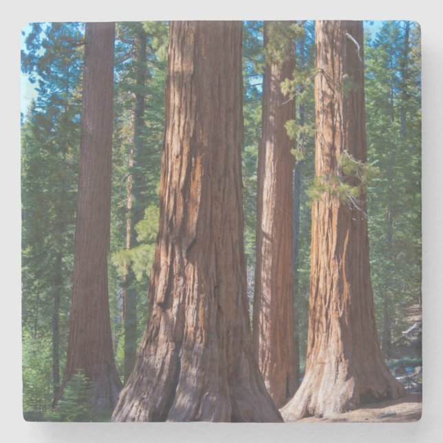USA, California. Redwood Tree Trunks, Mariposa Stone Coaster (Front)