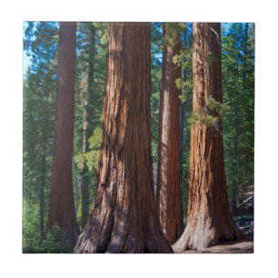 USA, California. Redwood Tree Trunks, Mariposa Tile