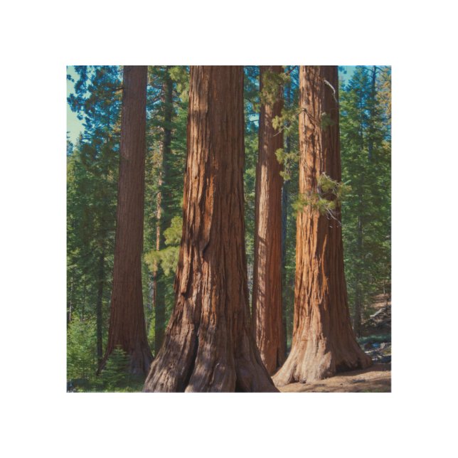USA, California. Redwood Tree Trunks, Mariposa Wood Wall Decor (Front)