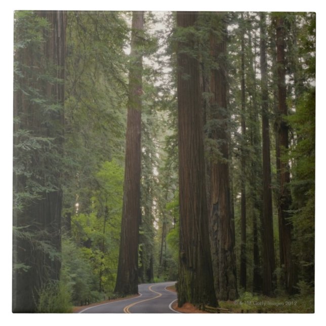 USA, California, road through Redwood forest 2 Ceramic Tile (Front)