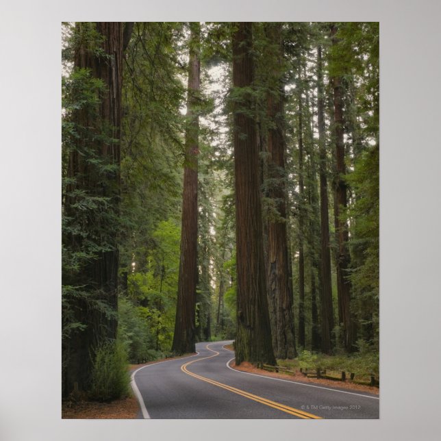 USA, California, road through Redwood forest 2 Poster (Front)