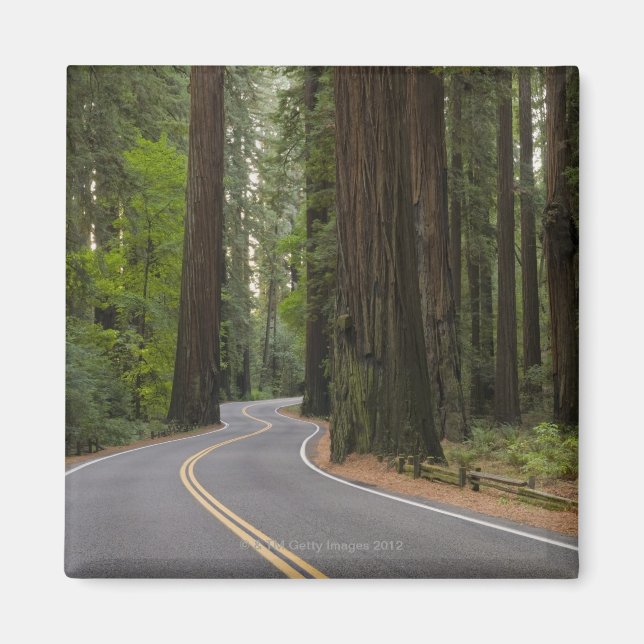 USA, California, road through Redwood forest Magnet (Front)