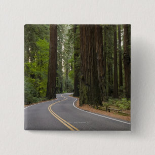 USA, California, road through Redwood forest Pinback Button