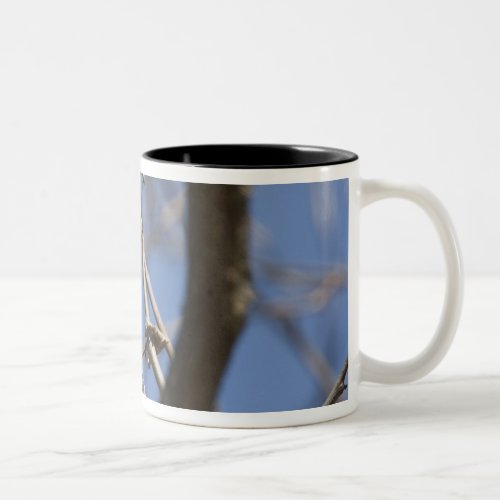 USA _ California _ San Diego _ Cedar Waxwing 2 Two_Tone Coffee Mug