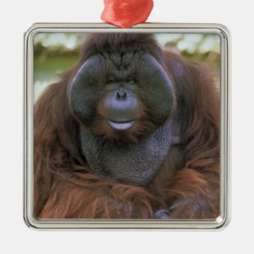 USA California San Diego Zoo Captive Metal Ornament