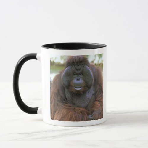 USA California San Diego Zoo Captive Mug