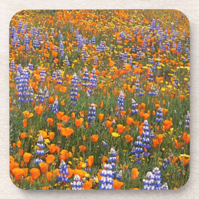 USA, California, Santa Margarita, Avenales Drink Coaster (Front)