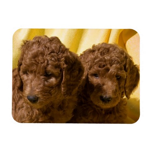 USA California Standard Poodle Puppies Magnet
