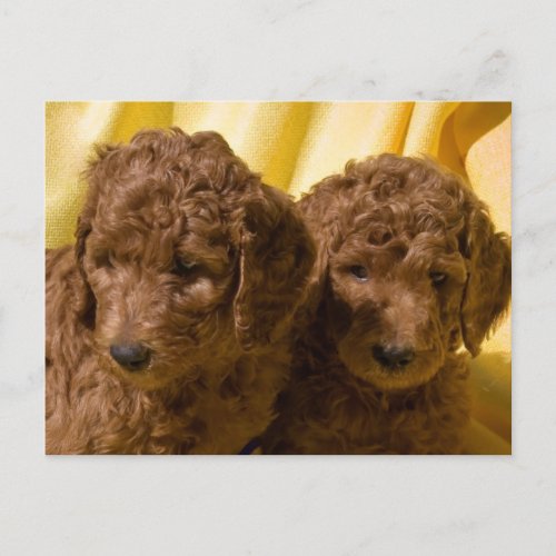 USA California Standard Poodle Puppies Postcard