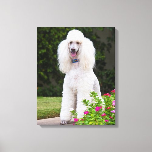 USA California Standard Poodle Sitting 2 Canvas Print