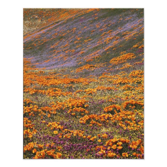 USA, California, Tehachapi Mountains, 2 Photo Print (Front)