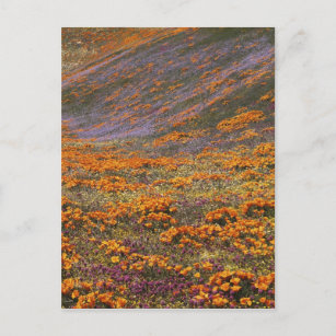 USA, California, Tehachapi Mountains, 2 Postcard