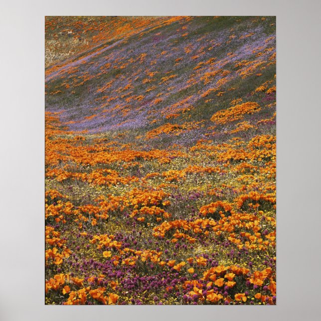 USA, California, Tehachapi Mountains, 2 Poster (Front)