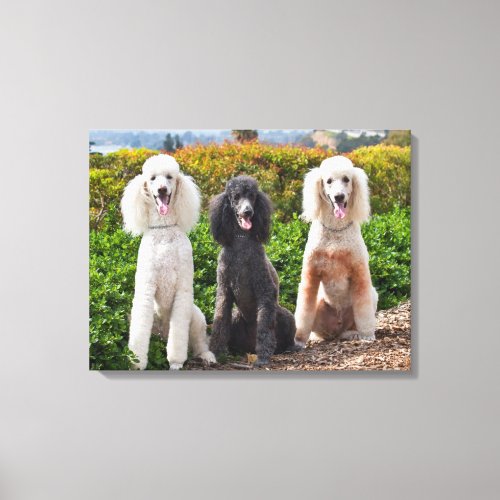 USA California Three Standard Poodles Sitting 2 Canvas Print