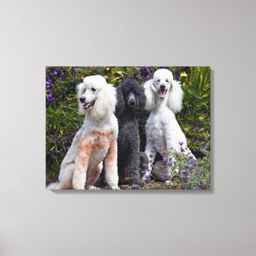 USA California Three Standard Poodles Sitting Canvas Print