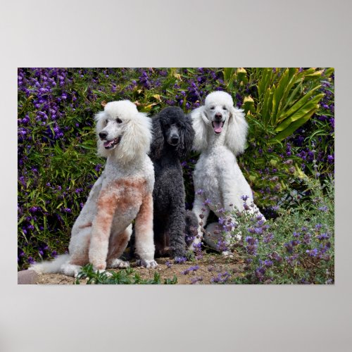 USA California Three Standard Poodles Sitting Poster