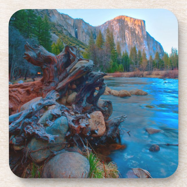 USA, California. Tree Roots In Merced River Drink Coaster (Front)