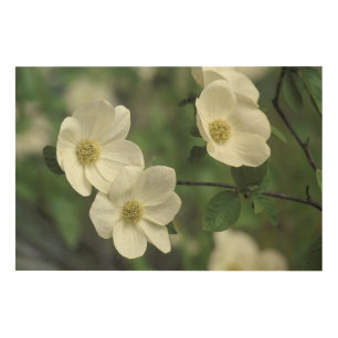 USA, California, Yosemite NP, along Merced Wood Wall Art