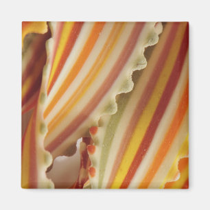 USA. Close-up of dried rainbow pasta noodles. Magnet