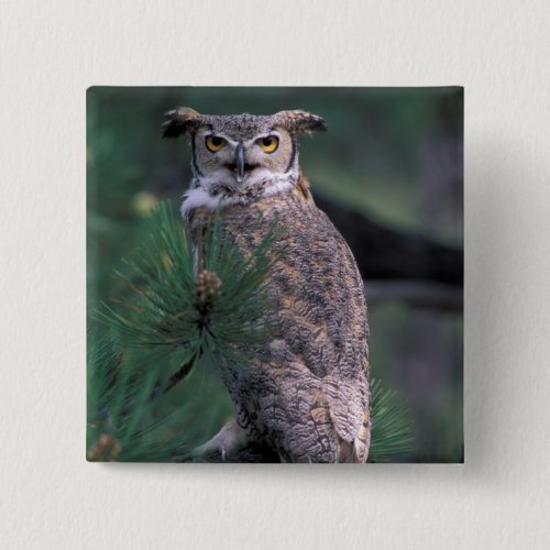 USA CO Colorado Springs Great Horned Owl in Button