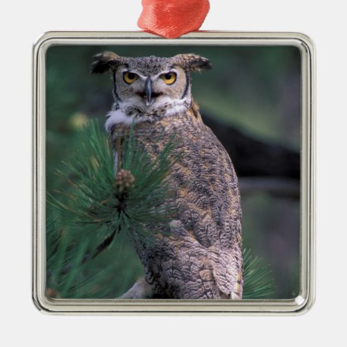 USA CO Colorado Springs Great Horned Owl in Metal Ornament