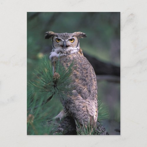 USA CO Colorado Springs Great Horned Owl in Postcard
