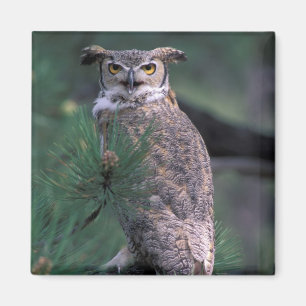 USA, CO, Colorado Springs. Great Horned Owl Magnet